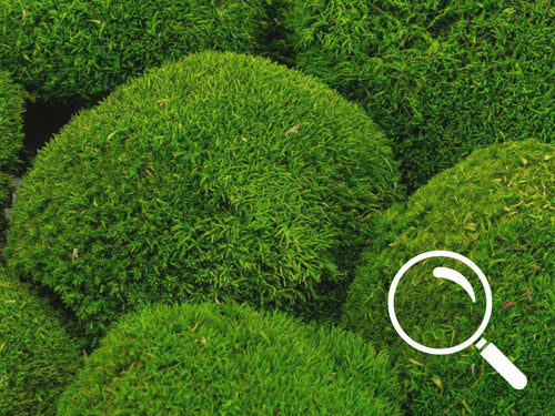 Close-up of light green preserved BallMoss texture in heart shape