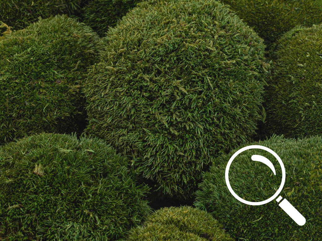 Close-up of nature green preserved BallMoss texture in heart shape