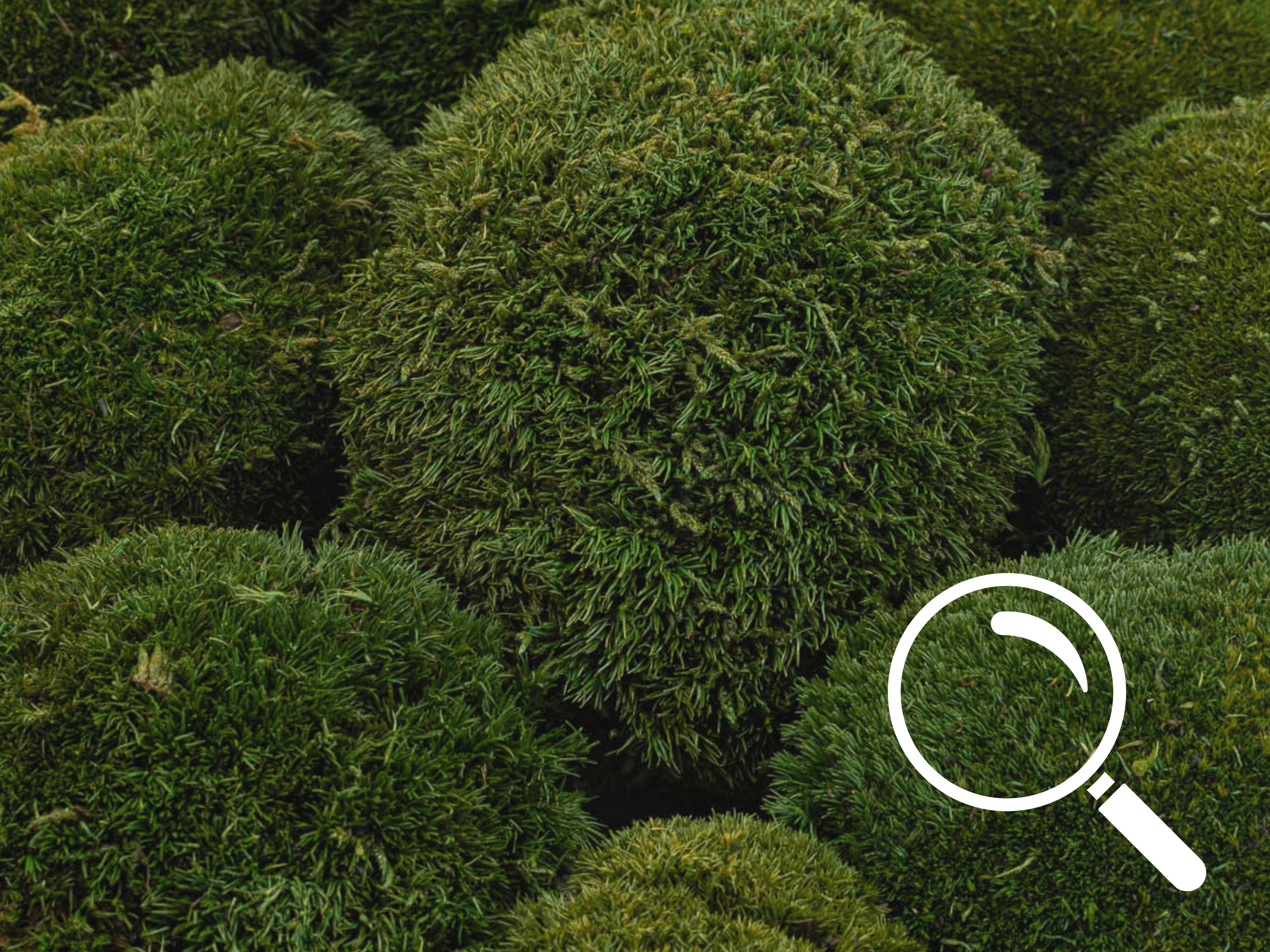 Close-up of nature green preserved BallMoss texture in heart shape