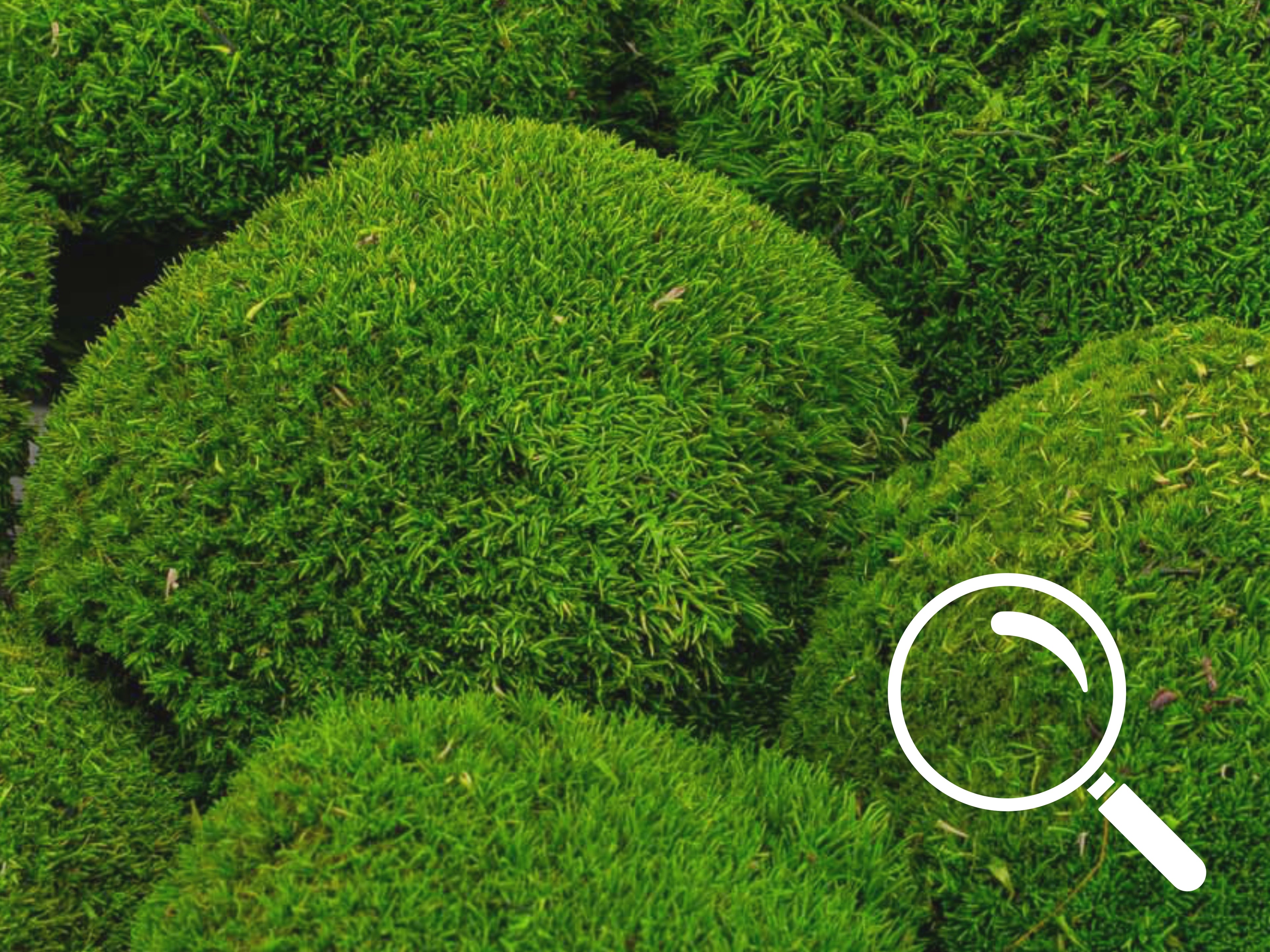 Close-up of light green preserved BallMoss texture in hexagon shape
