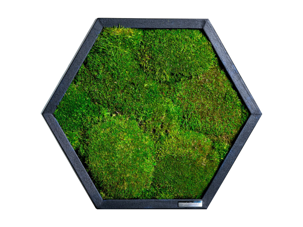 Detail view of hexagon moss art showing wooden frame and moss structure
