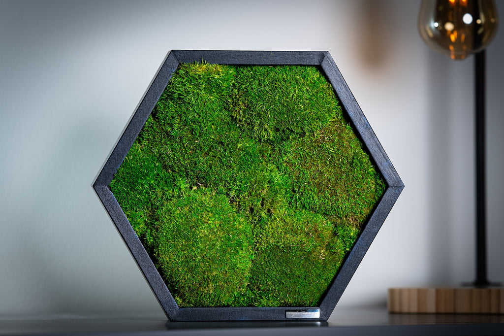 Handmade Icelandic hexagon moss art with preserved light green BallMoss in black wooden frame
