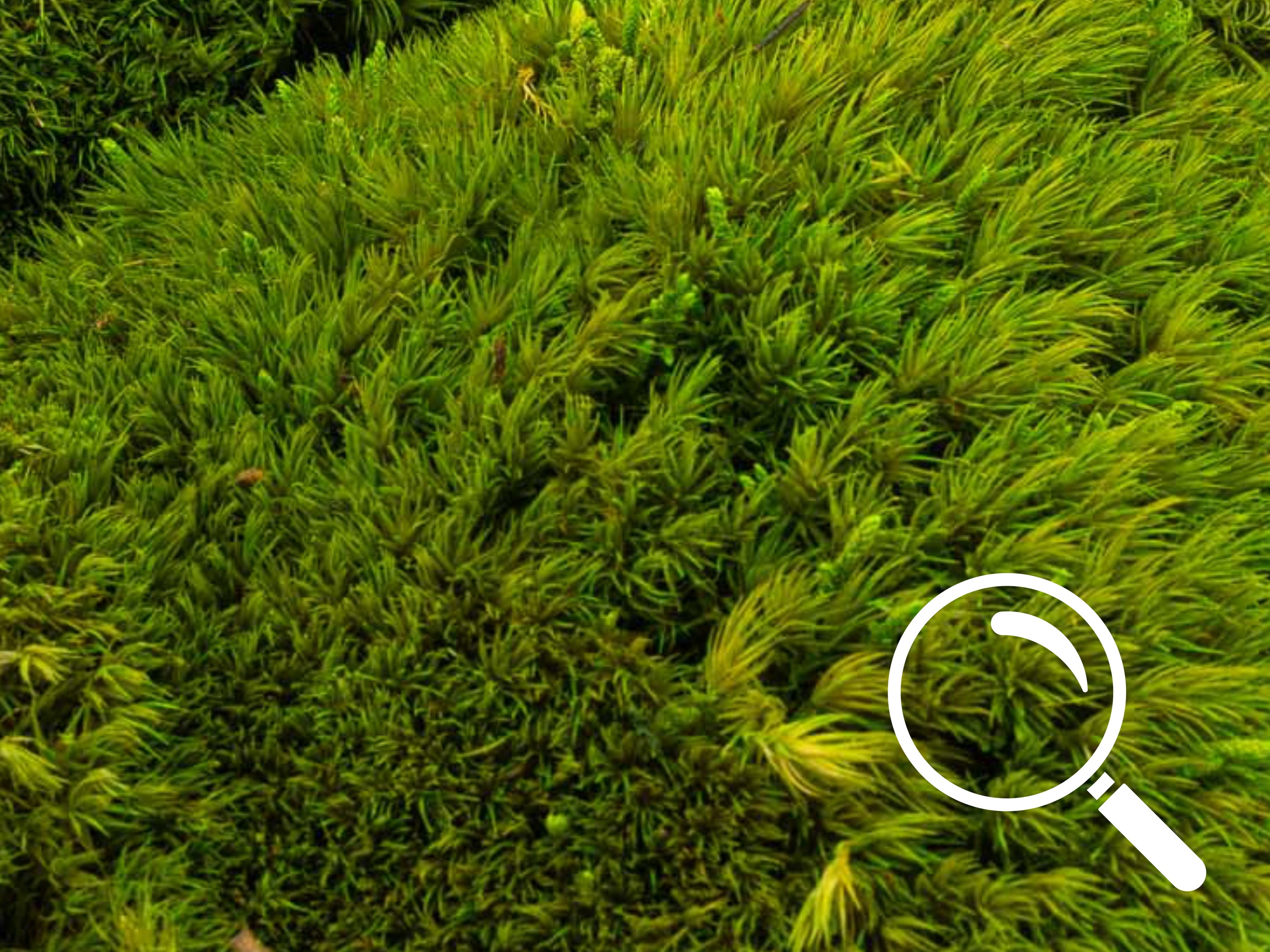 Close-up of light green preserved MoodMoss texture