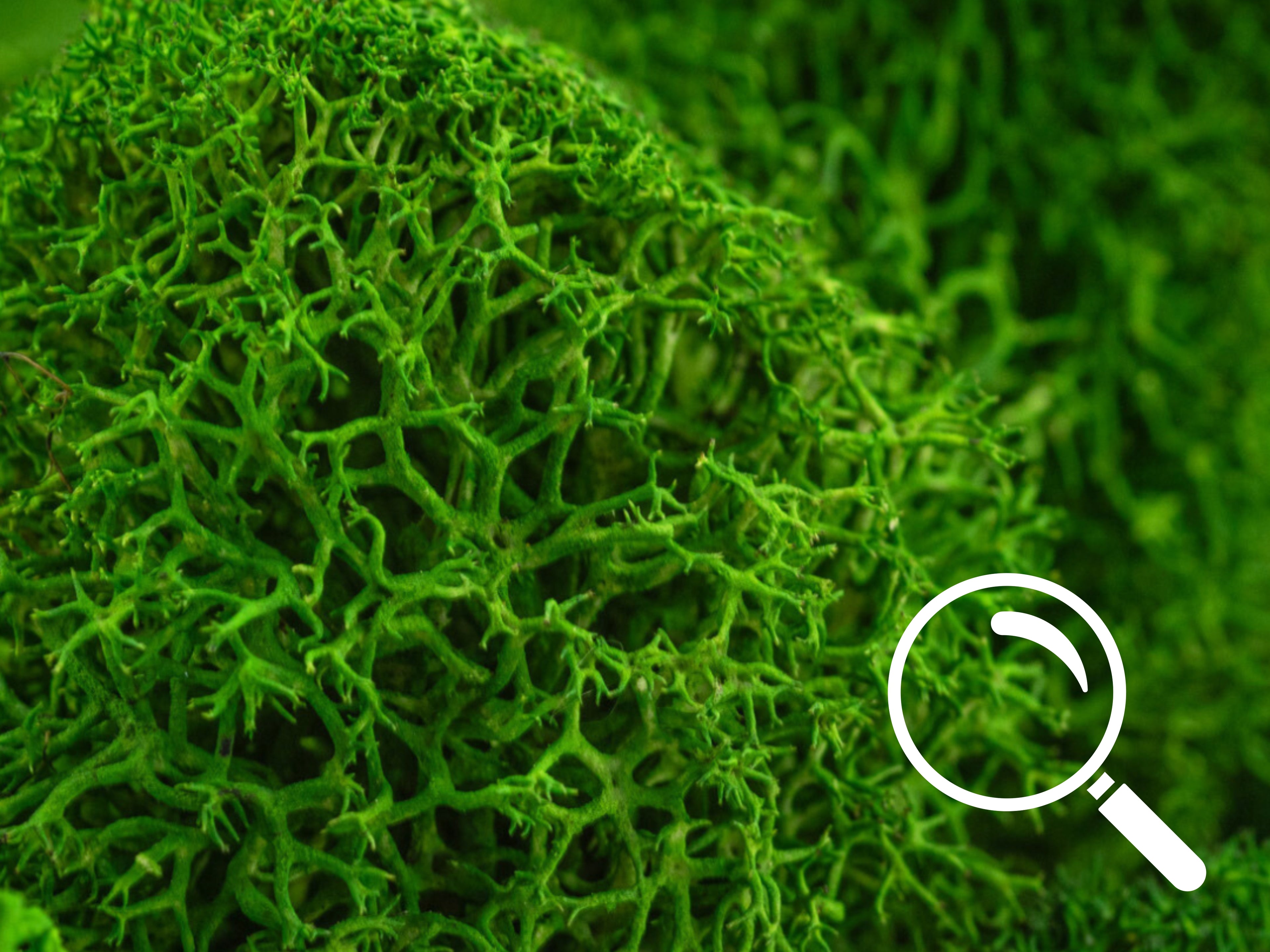 Close-up of light green preserved Reindeermoss texture in heart shape